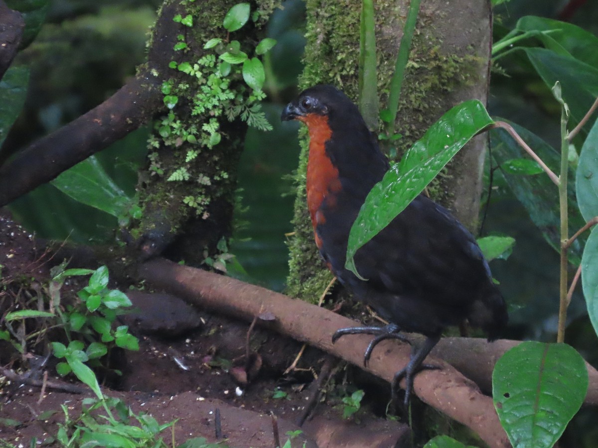 Dark-backed Wood-Quail - ML621610807