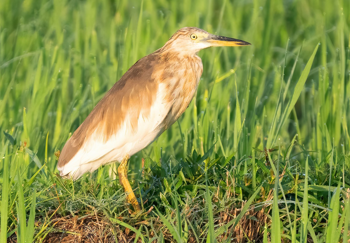 Javan Pond-Heron - ML621610815