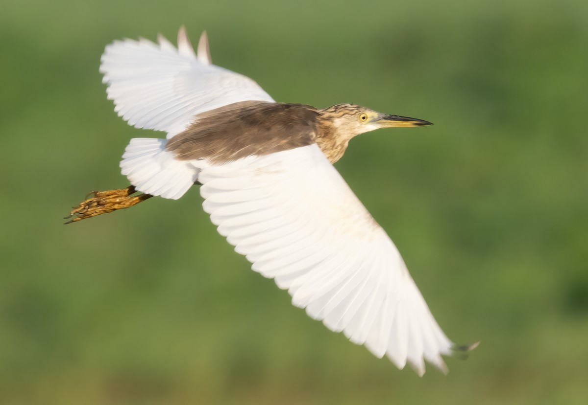 Javan Pond-Heron - ML621610816