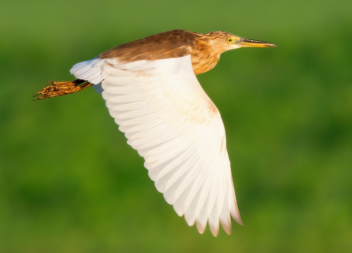 Javan Pond-Heron - ML621610817