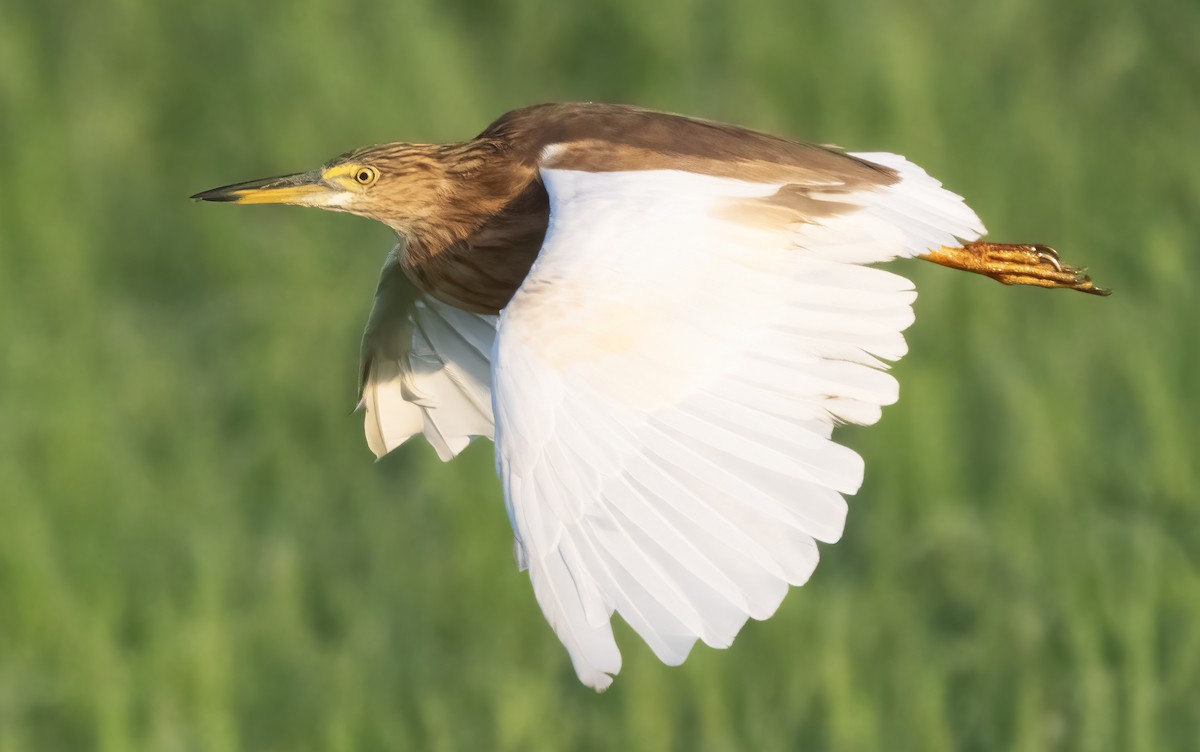 Javan Pond-Heron - ML621610818