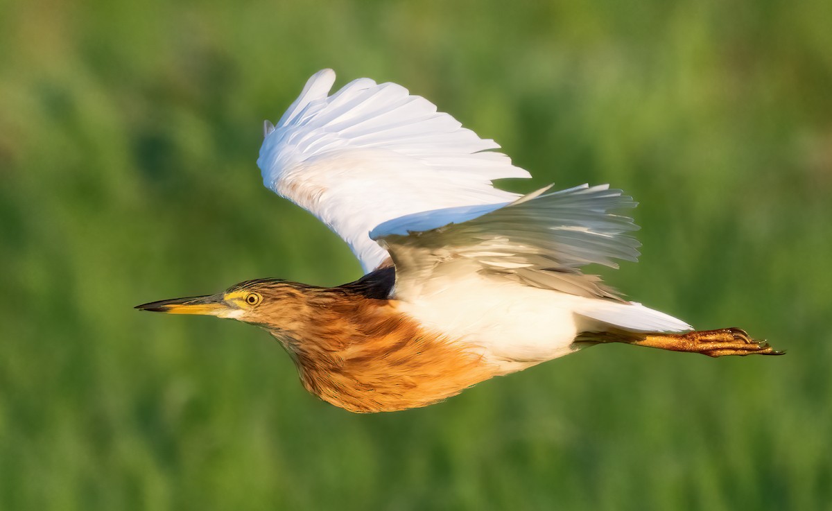 Javan Pond-Heron - ML621610819