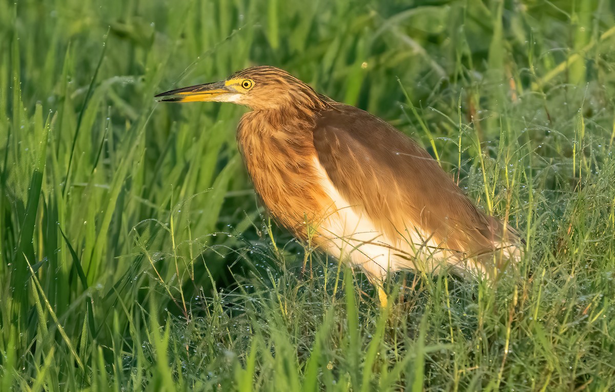 Javan Pond-Heron - ML621610821