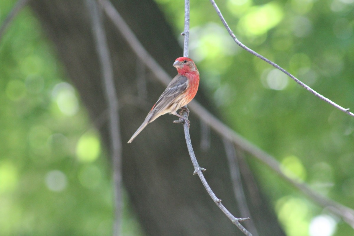 House Finch - ML621610864