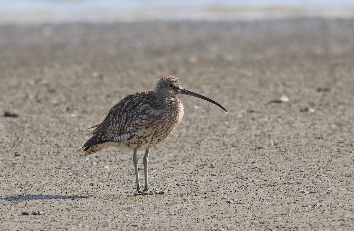 Eurasian Curlew - ML621610876