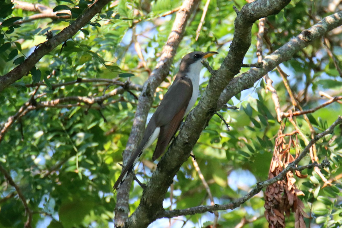 Yellow-billed Cuckoo - ML621610908