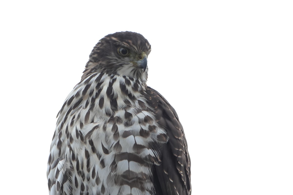 Chilean Hawk - ML621610967