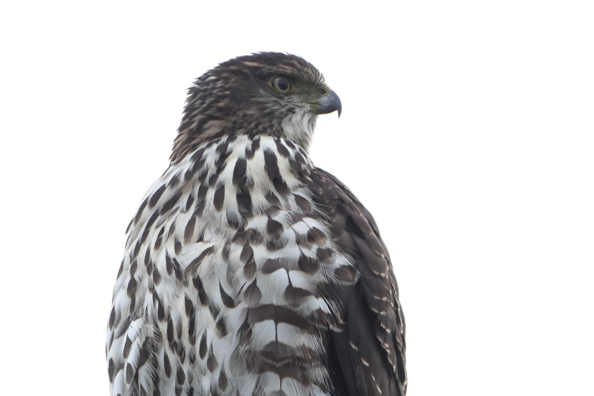 Chilean Hawk - ML621610968