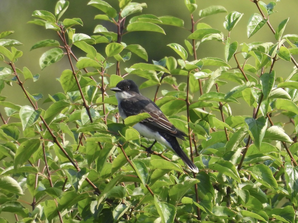 Eastern Kingbird - ML621611064