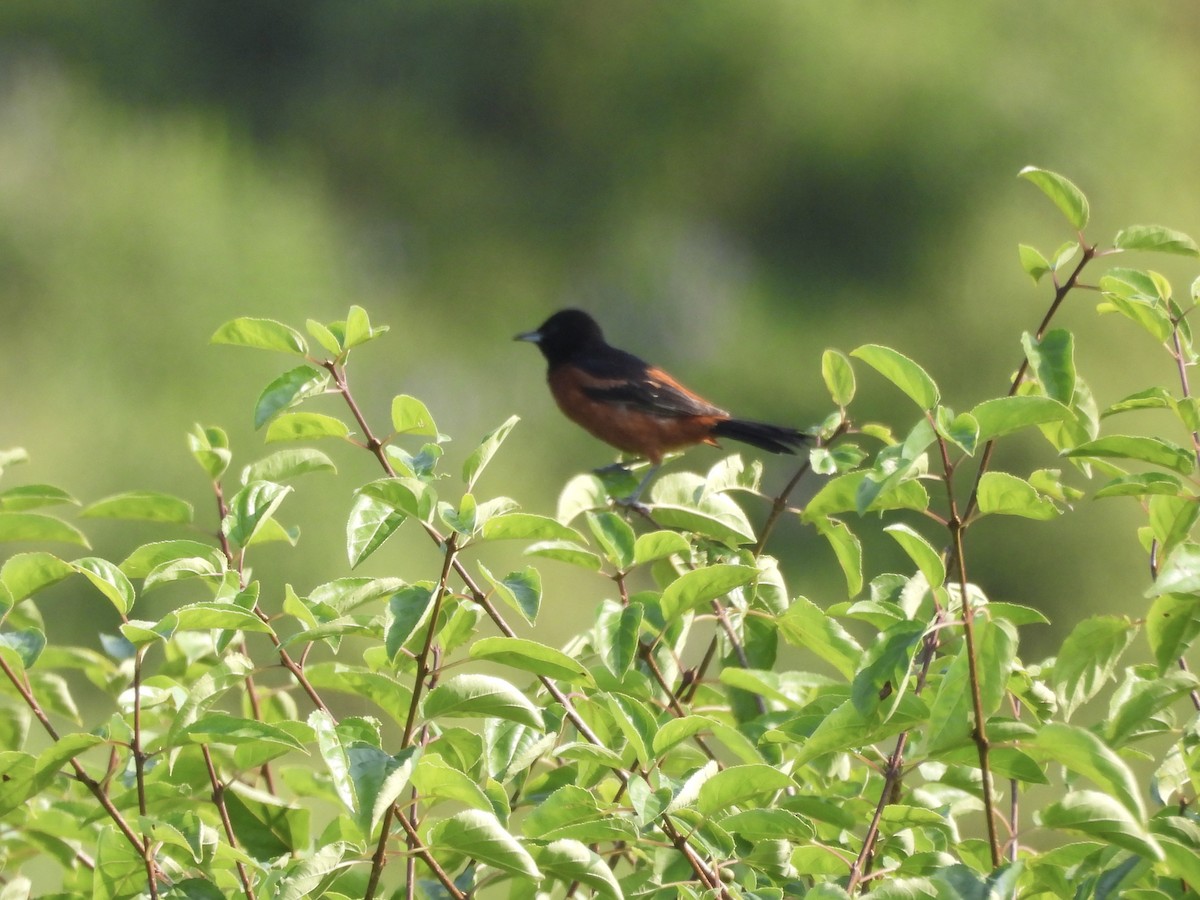 Orchard Oriole - ML621611077