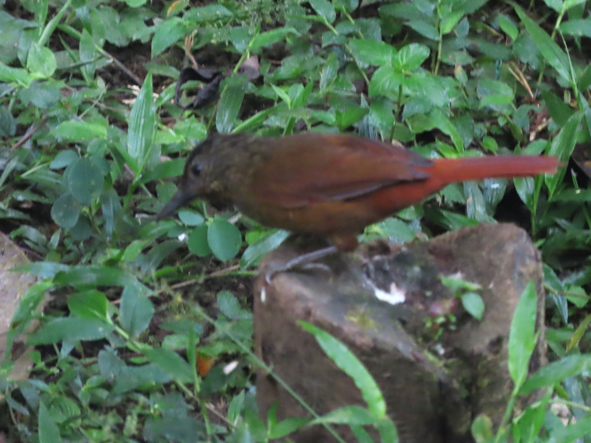 Streak-capped Treehunter - ML621611080