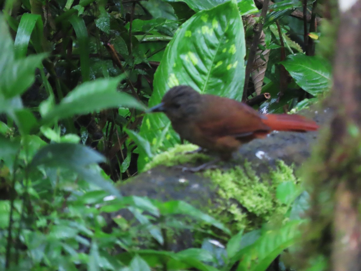 Streak-capped Treehunter - ML621611081