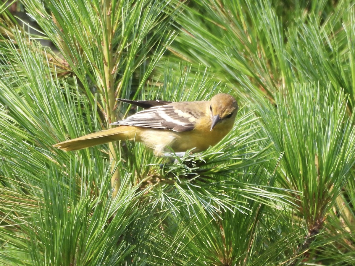 Baltimore Oriole - ML621611096