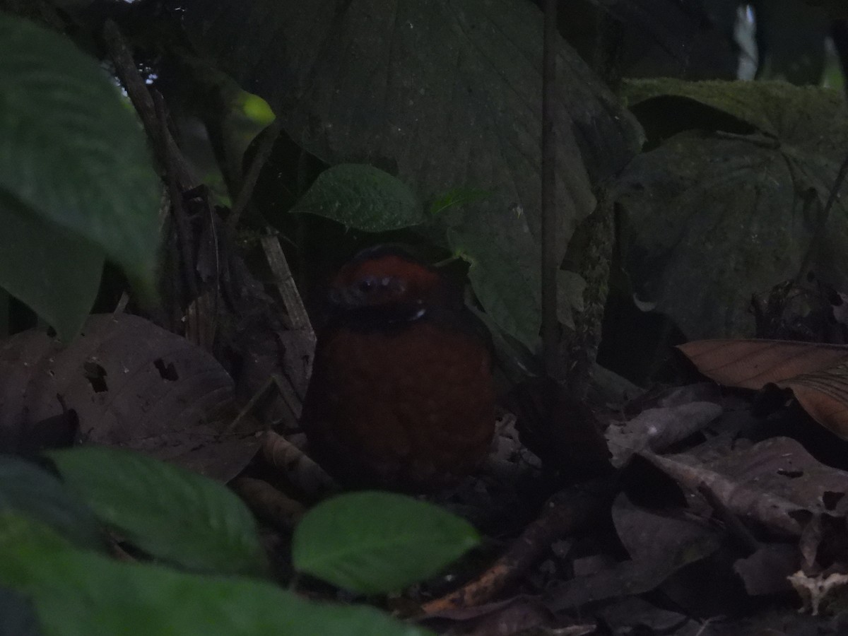 Rufous-fronted Wood-Quail - ML621611098