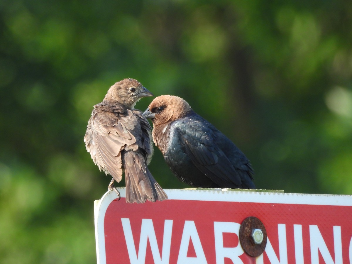 Brown-headed Cowbird - ML621611105