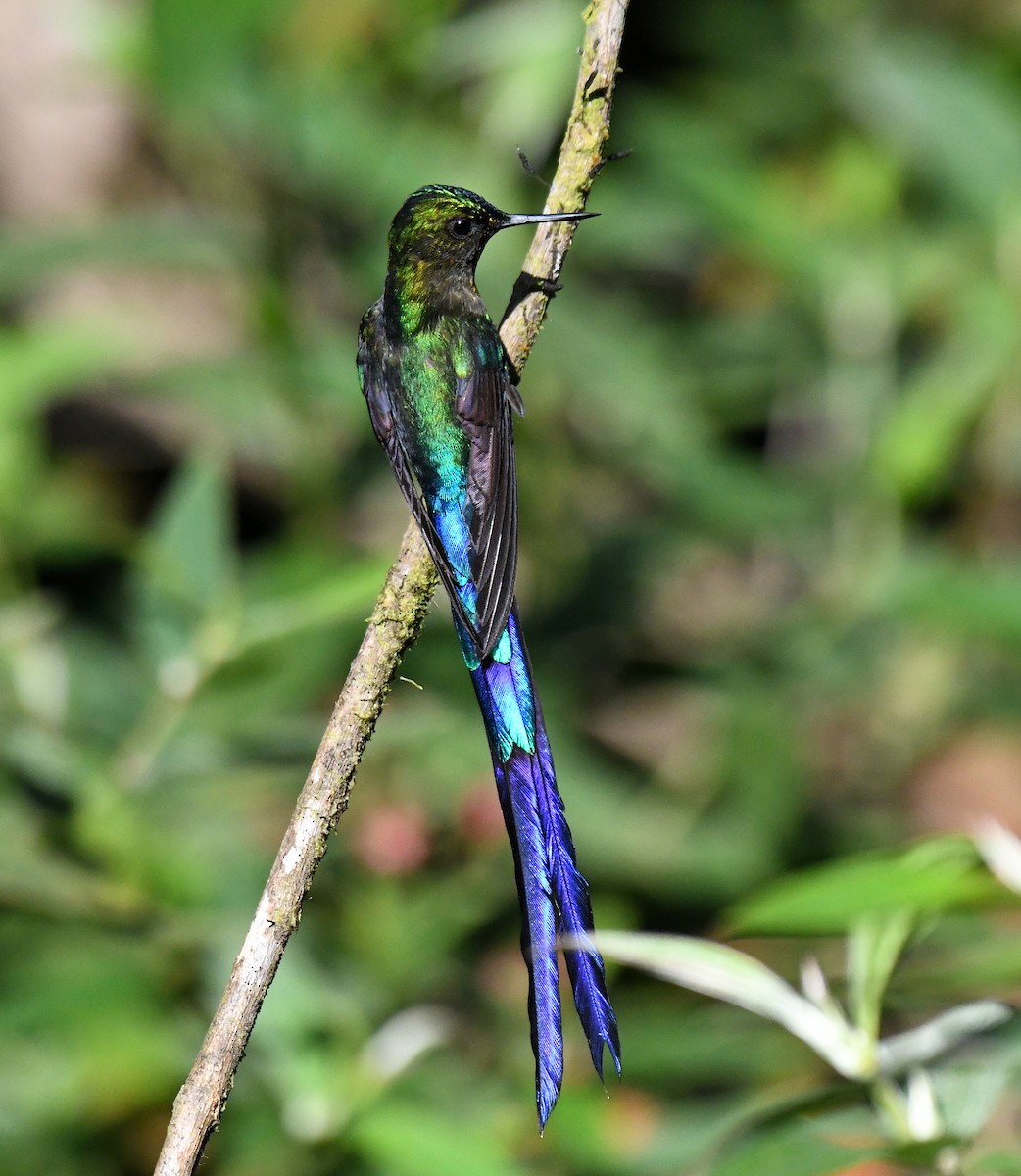 Violet-tailed Sylph - ML621611119