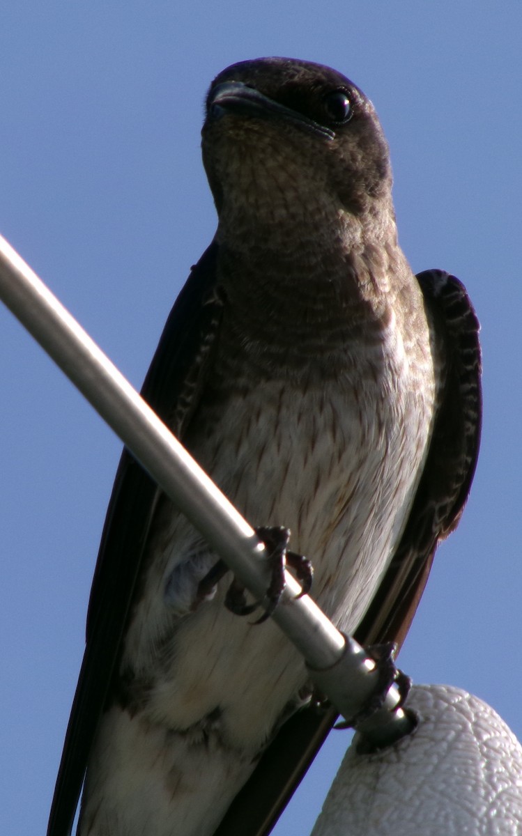 Purple Martin - ML621611120