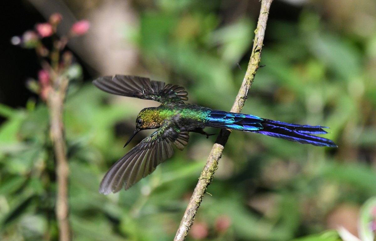 Violet-tailed Sylph - ML621611121