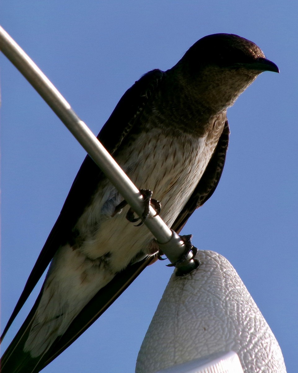 Purple Martin - ML621611131