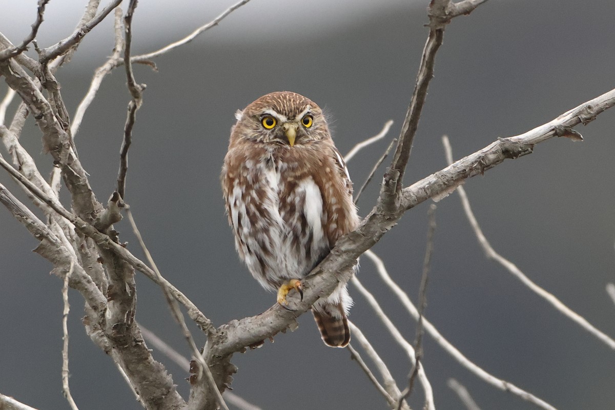 Austral Pygmy-Owl - ML621611181