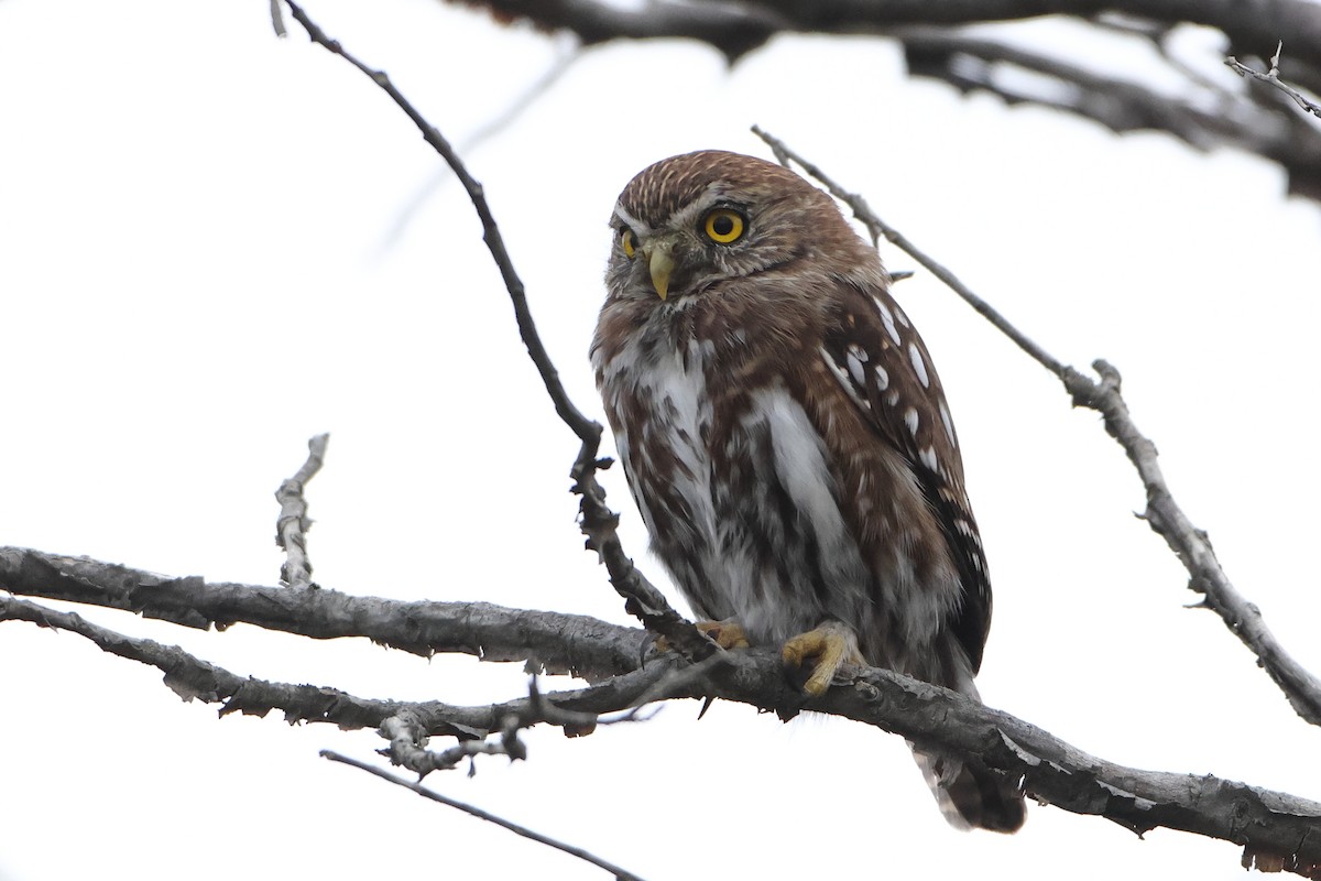 Austral Pygmy-Owl - ML621611182