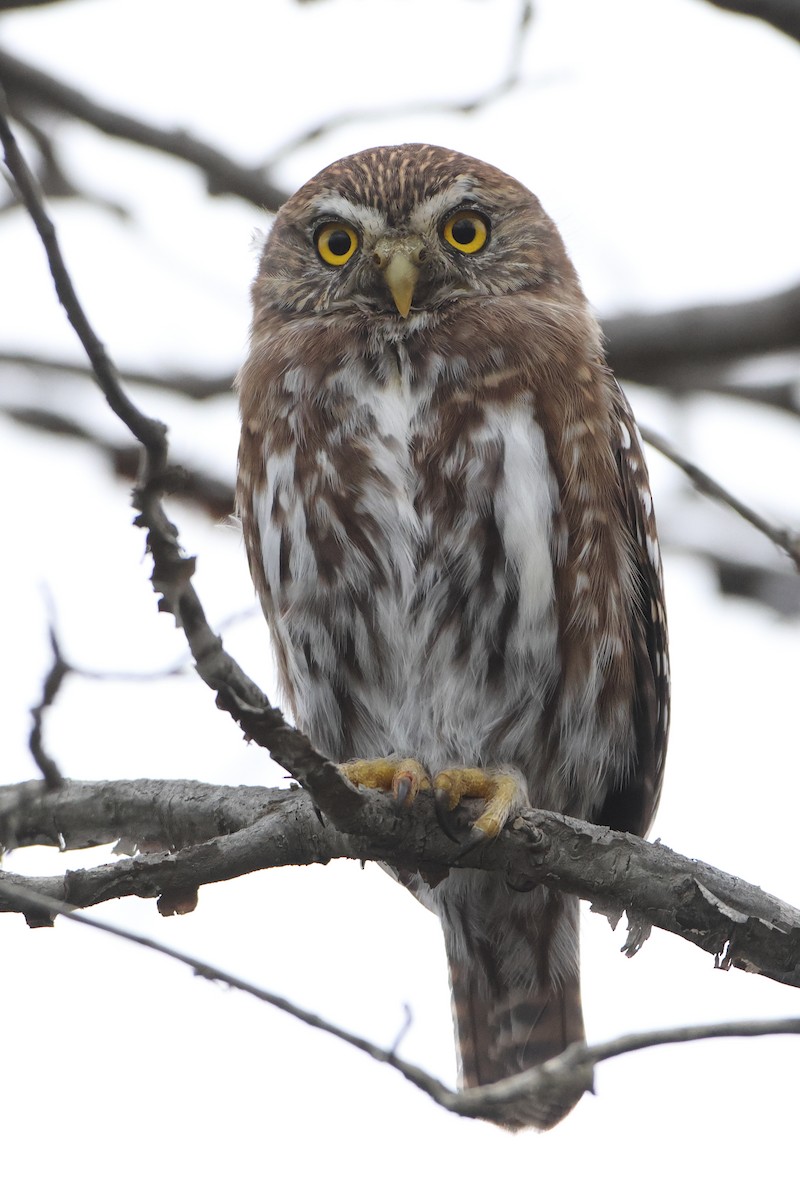 Austral Pygmy-Owl - ML621611183