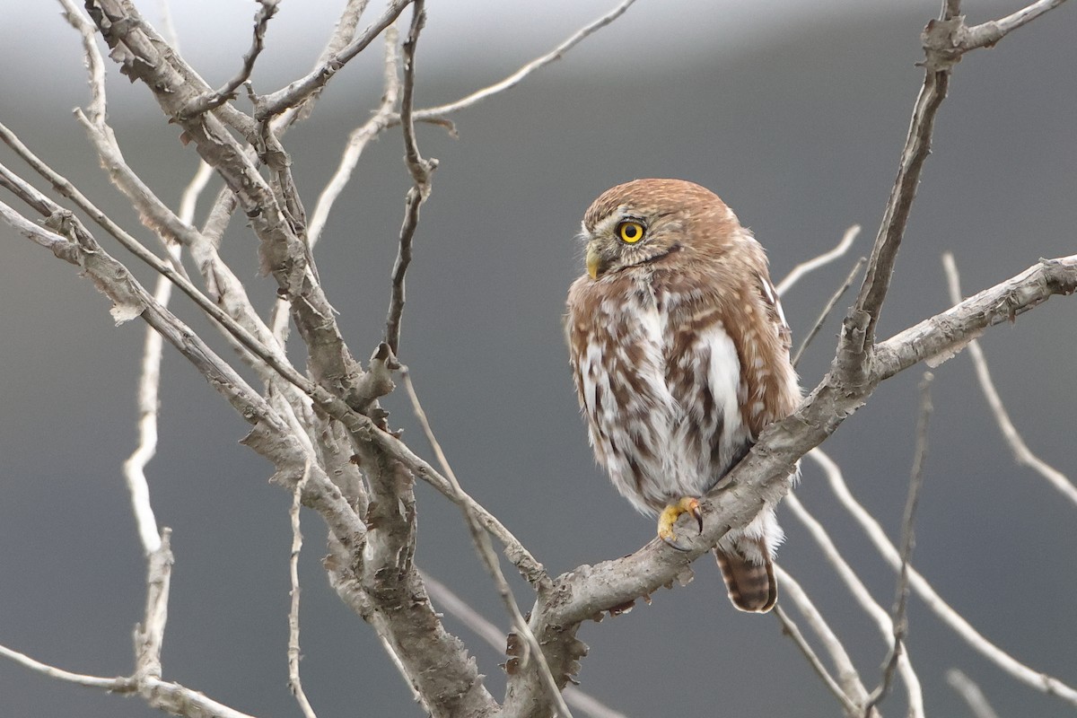 Austral Pygmy-Owl - ML621611184