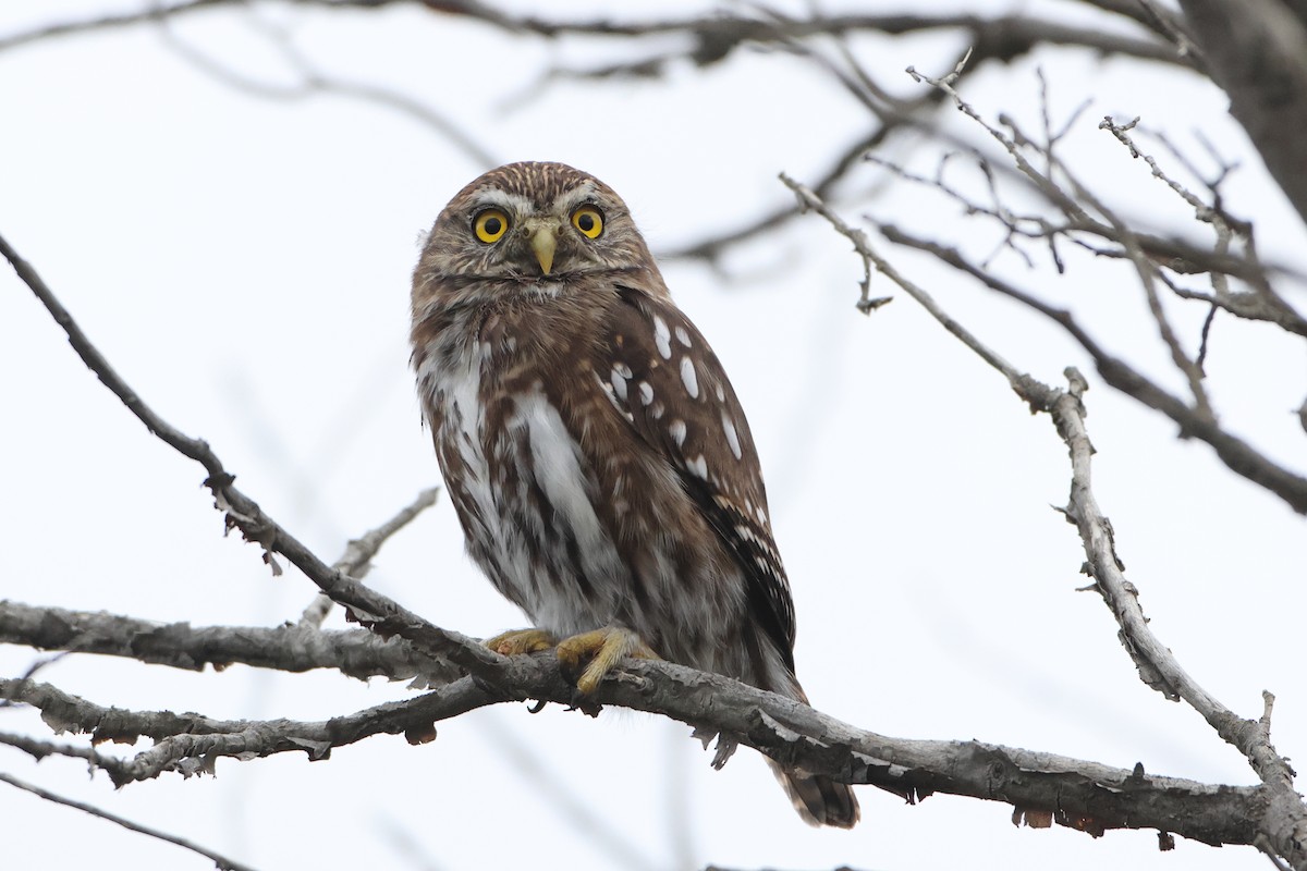 Austral Pygmy-Owl - ML621611185