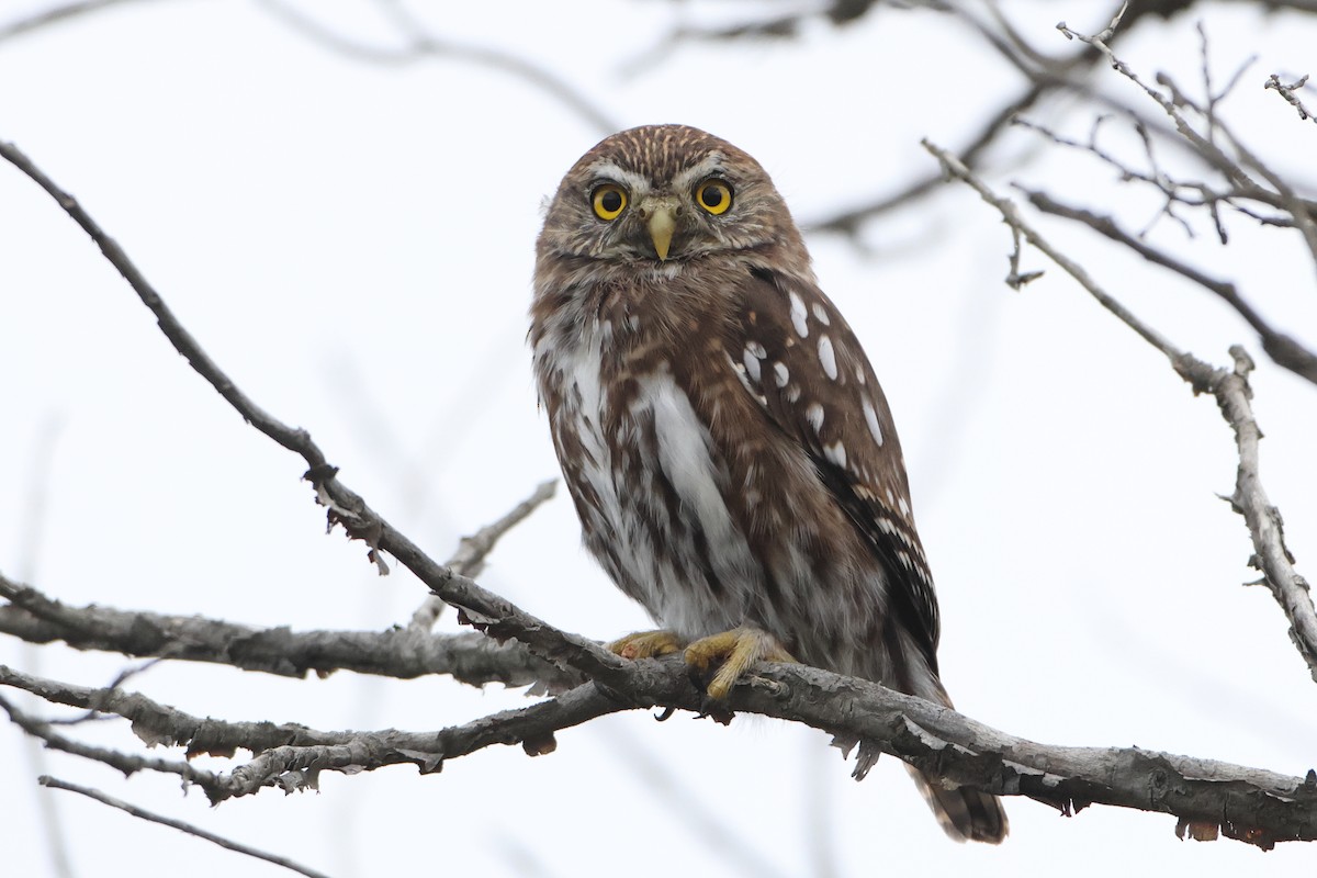 Austral Pygmy-Owl - ML621611186