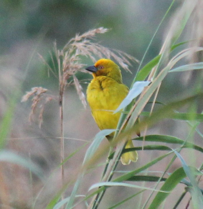 African Golden-Weaver - ML621611271