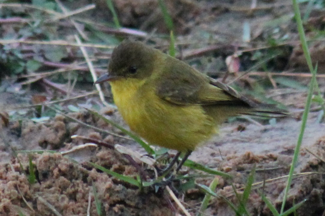 African Yellow-Warbler - ML621611282