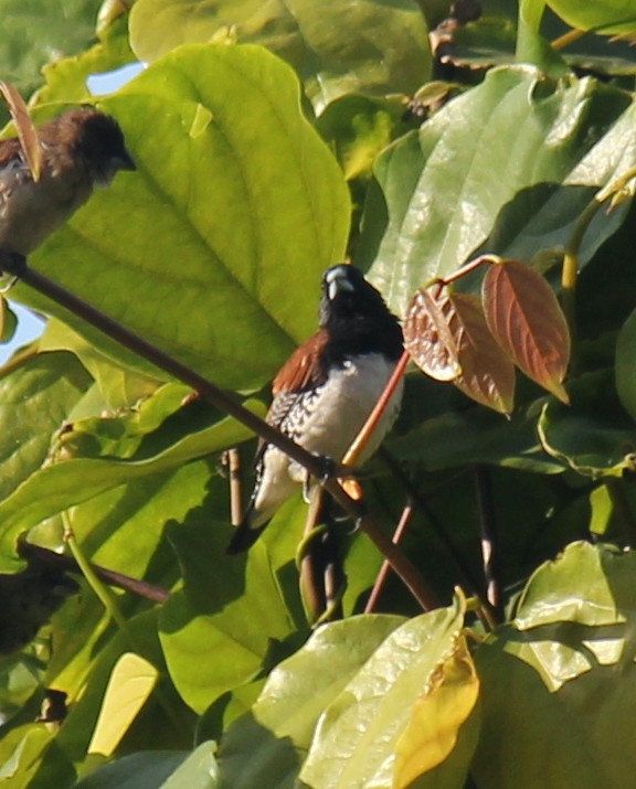 Capuchino Bicolor - ML621611342