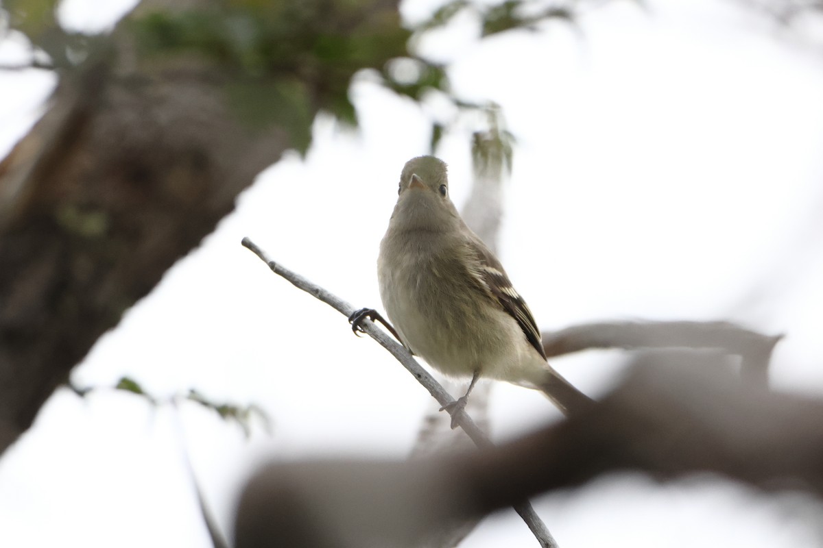 White-crested Elaenia (Chilean) - Ohad Sherer