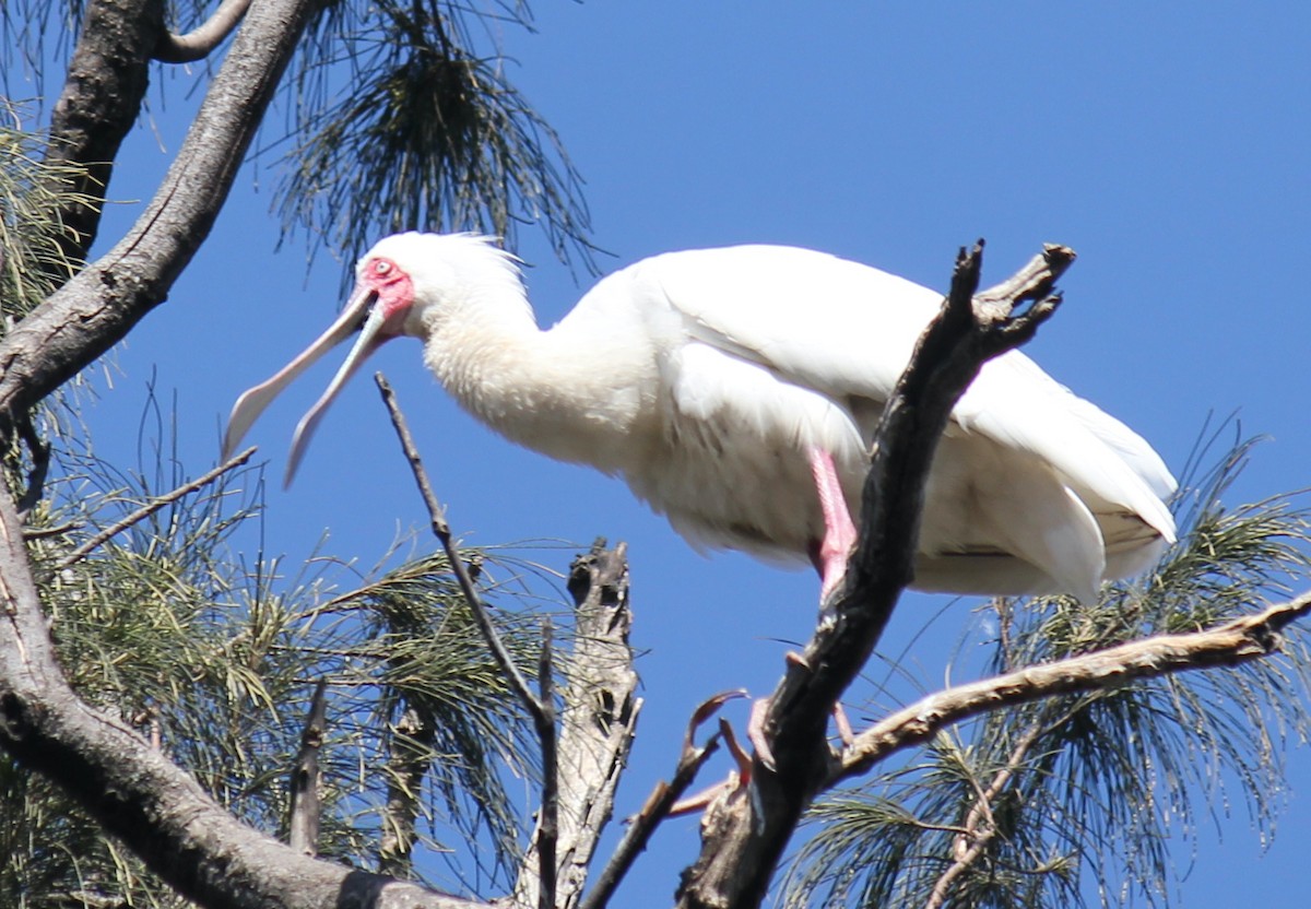 African Spoonbill - ML621611472