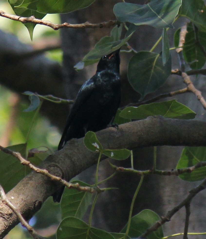 Black Cuckooshrike - ML621611490