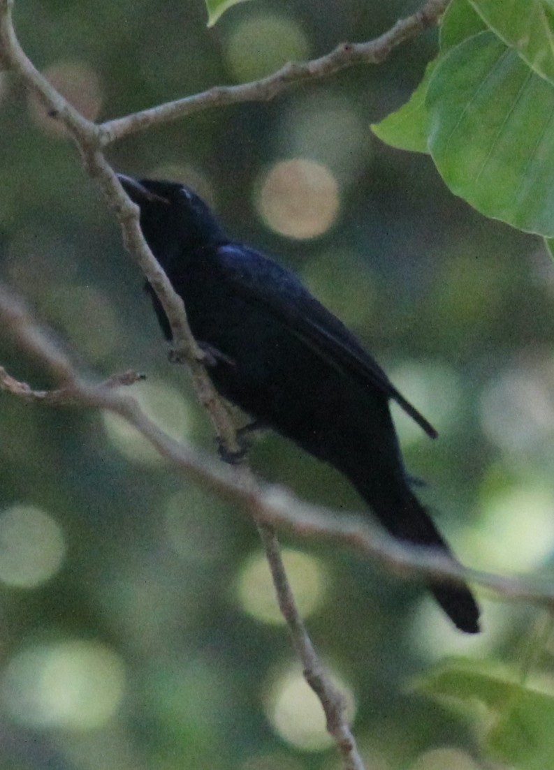 Black Cuckooshrike - ML621611492