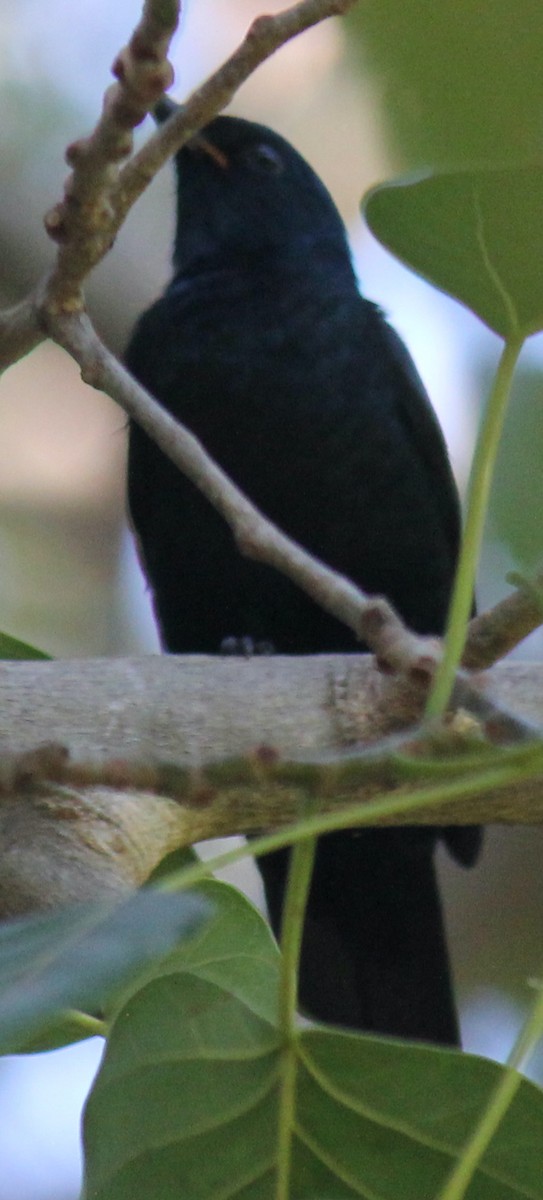 Black Cuckooshrike - ML621611533