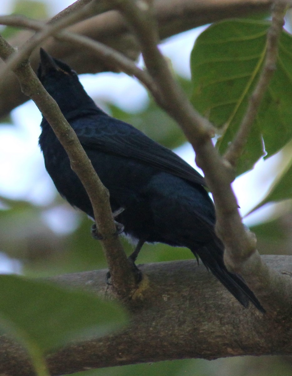 Black Cuckooshrike - ML621611536