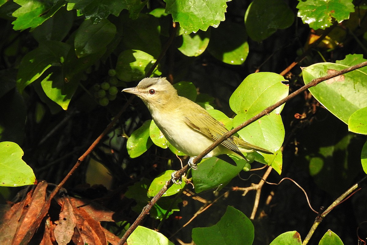 Red-eyed Vireo - ML621611563