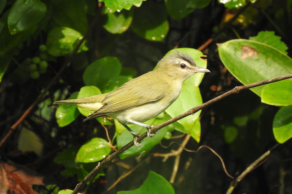 Red-eyed Vireo - ML621611564
