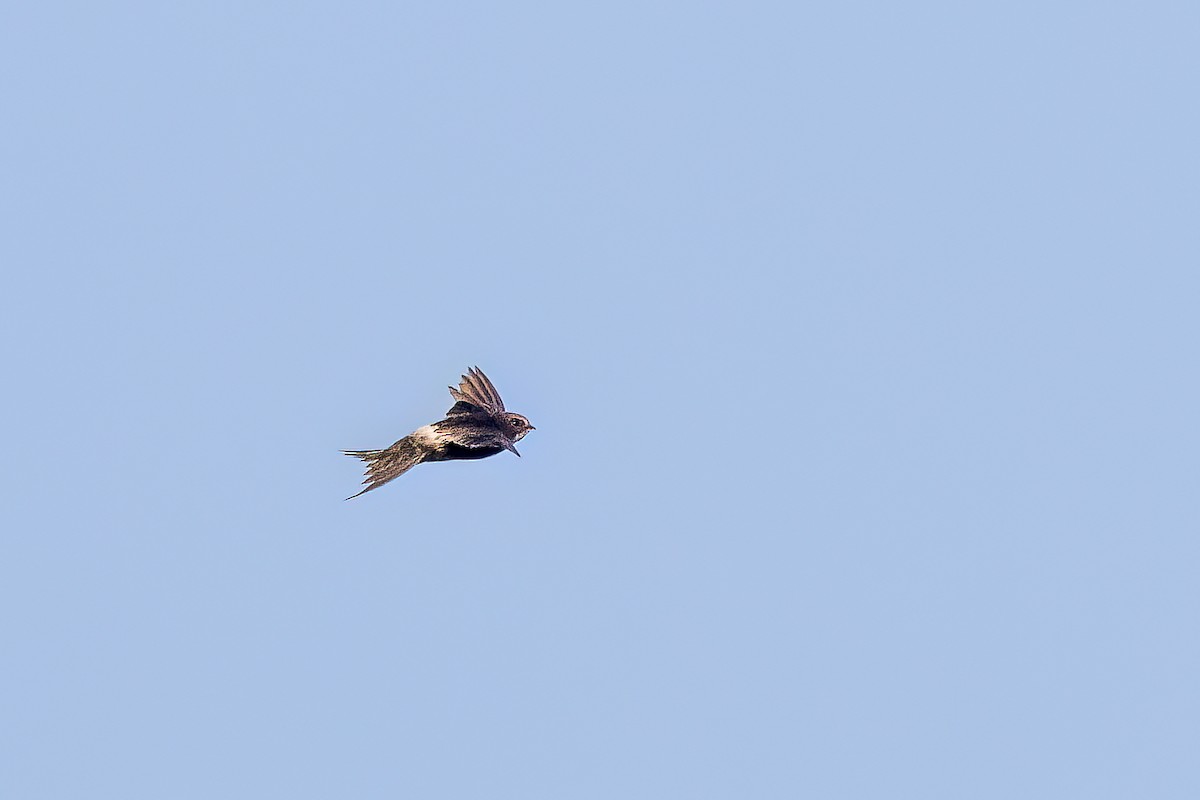 White-rumped Swift - ML621611582