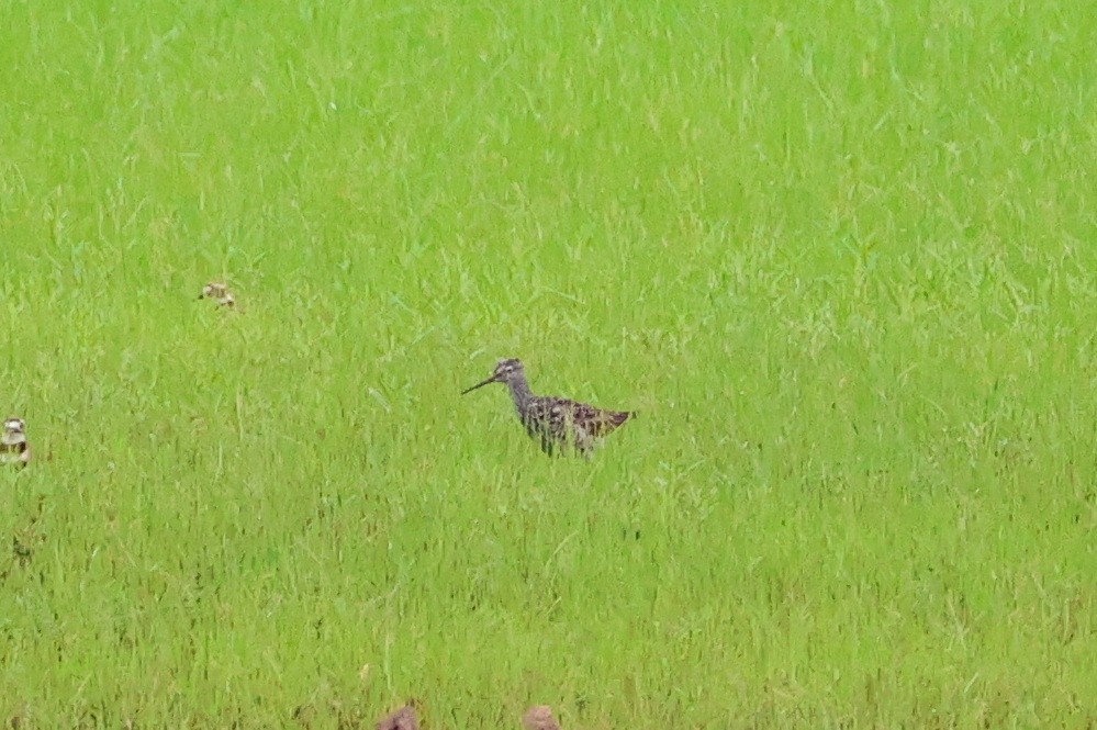 Greater Yellowlegs - ML621611585