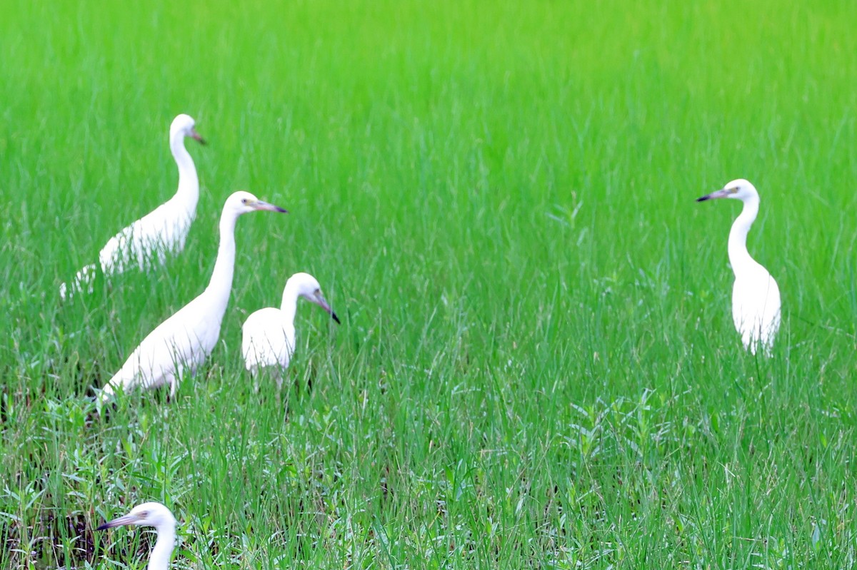 Little Blue Heron - ML621611599