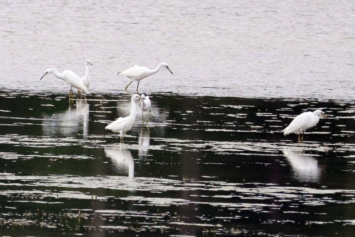 Little Blue Heron - ML621611600