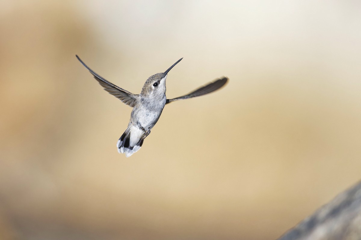 Costa's Hummingbird - ML621611614