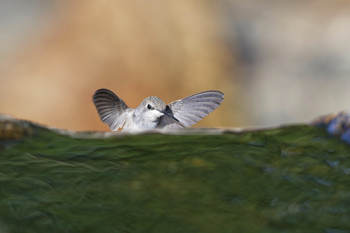 Costa's Hummingbird - ML621611615