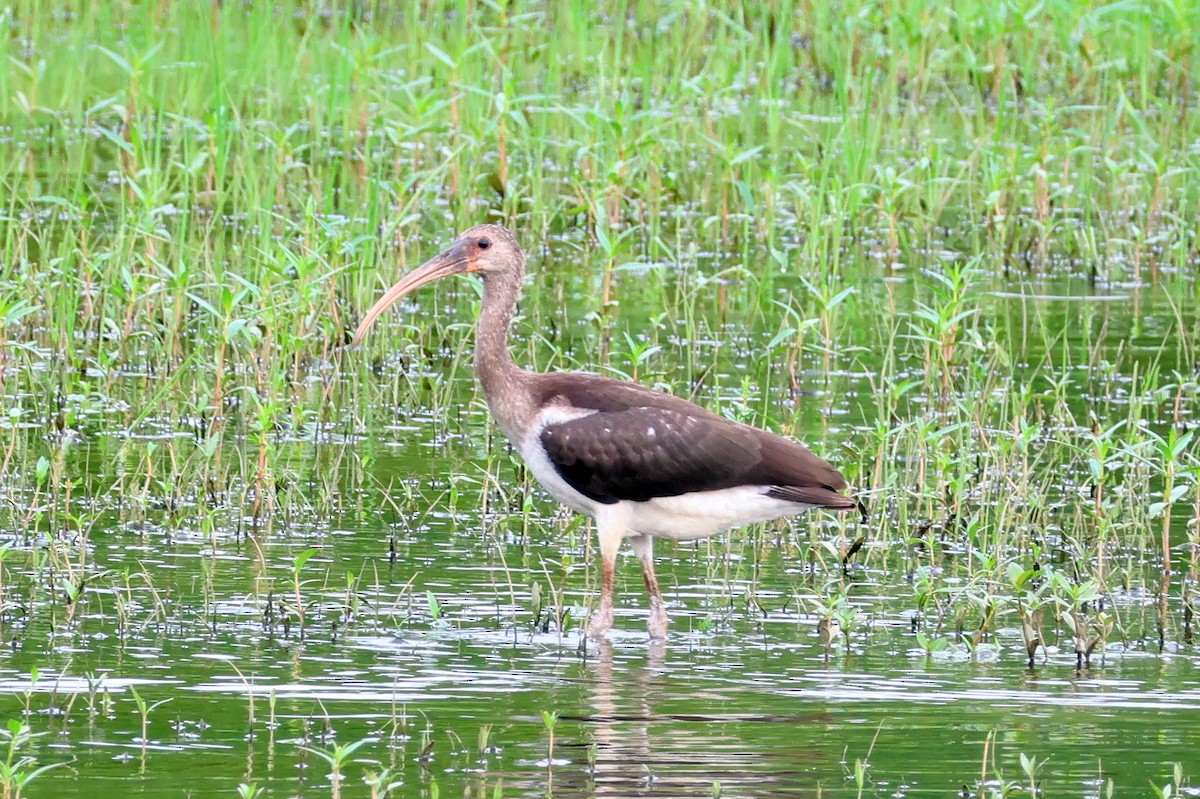 White Ibis - ML621611619