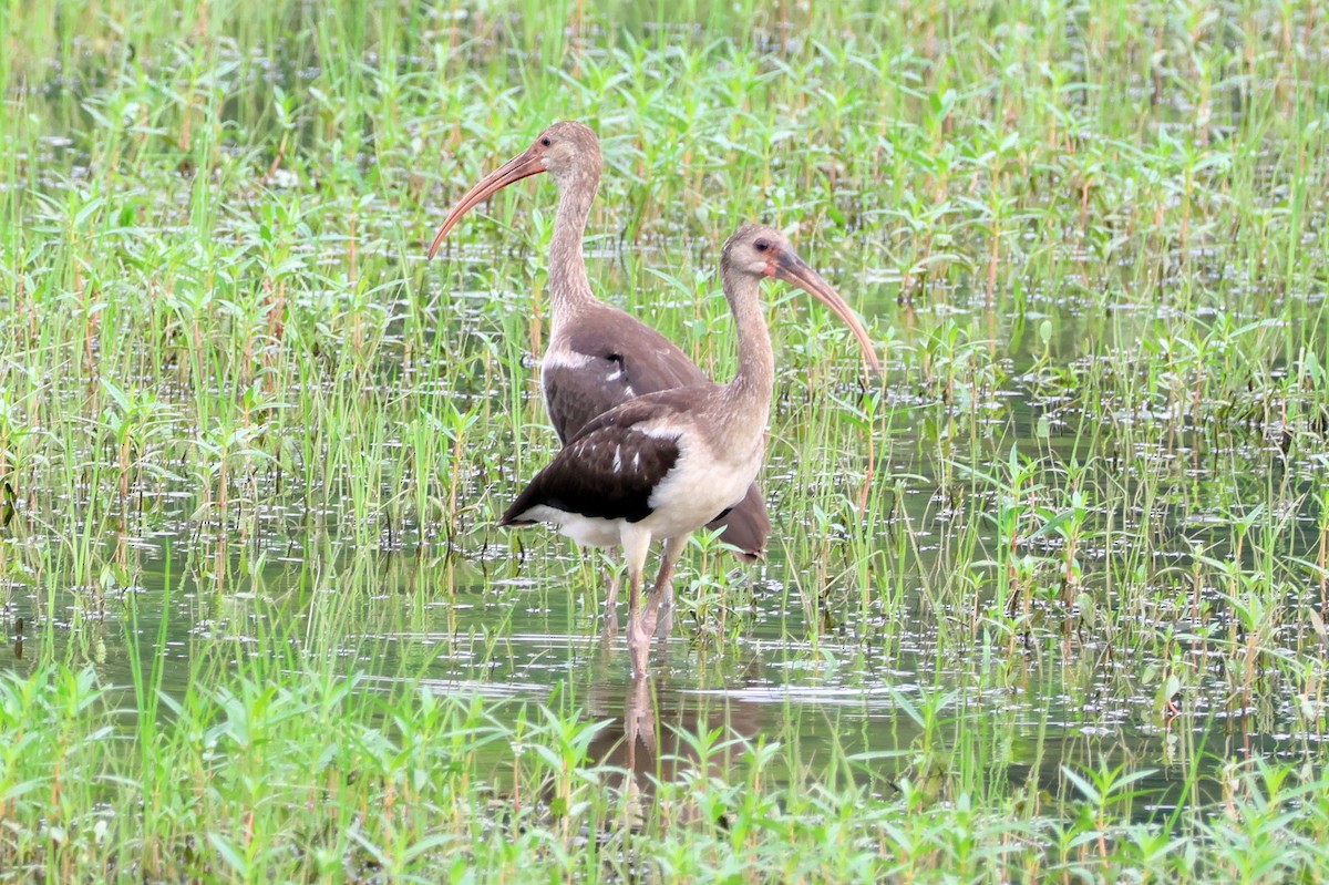 White Ibis - Vern Bothwell