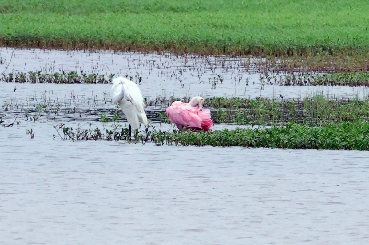 Roseate Spoonbill - ML621611626