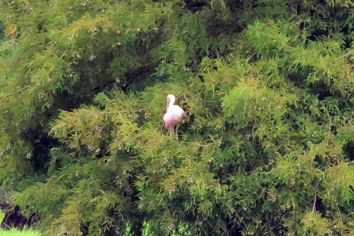 Roseate Spoonbill - Vern Bothwell